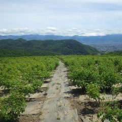 農場のローズ畑