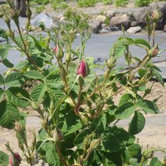 蕾が膨らみピンクの花弁が見えています