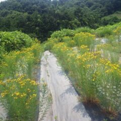 傷の治療や心を癒す薬草として修道院で栽培されていたセントジョンズワートが満開になっています