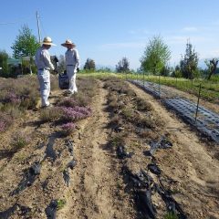 1回目の蒸留分を収獲