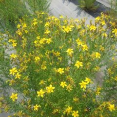 聖ヨハネ（St.John's）の生誕日（6月24日）に収穫すると最も薬効が強いと言われています