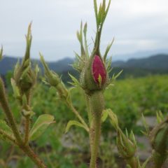 蕾がはち切れんばかりに膨らみピンクの花びらがのぞいています