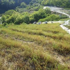 本日の作業終了間近、摘み取りは随分進んでいました