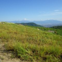 花摘み作業の終わった畑から富士山を望む