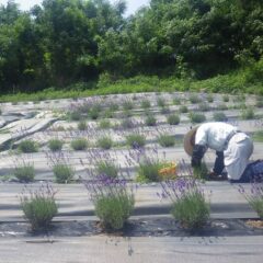 ラベンダー畑では収穫前に除草作業をしています