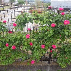 フェンスのつるバラ（アンジェラ）は次々に花開いています