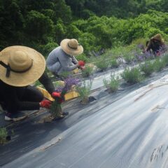 除草作業の終わった畑から収穫作業を開始しました