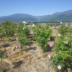 事務局前のローズ畑は花盛りです