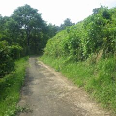 ラベンダー畑に続く農道は1ヶ月前に草刈りをしたばかりなのにもうこんなに草が伸びています