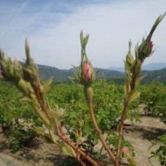 ローズの蕾は日毎に膨らんでいます