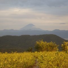 夕方ローズ畑が夕日に照らされて黄金色に輝いていました