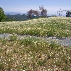 農場のカモマイル・ジャーマン畑は花に覆われています