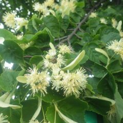 リンデンの花が満開になっています