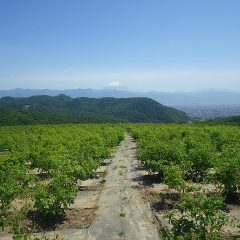 農場のローズ畑もポツリポツリと咲き始めました