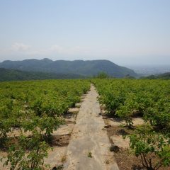 農場は今日も気温がグングン急上昇しています