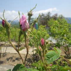 ローズの蕾は開花準備完了！