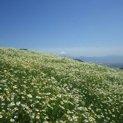 富士山とのコラボレーション
