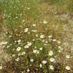 一番花の下に蕾で残っていた二番花が開き始めています