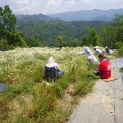 花の大海原を泳ぐように摘み取り作業が行われています