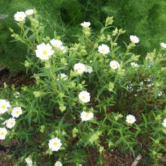 ロックローズの花も咲き始めました