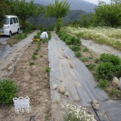 エキナセアの除草作業中