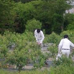 折角なのでローズ畑を回って一番花を摘み取りました