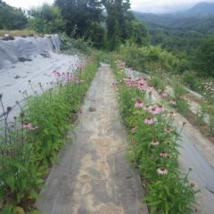 エキナセア畑は花盛りです