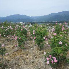 事務局前のローズ畑が満開になりました