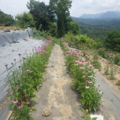 夏の花の代表格、エキナセア
