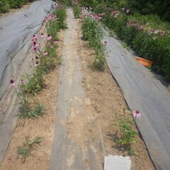 除草作業が終わって綺麗になったエキナセア畑