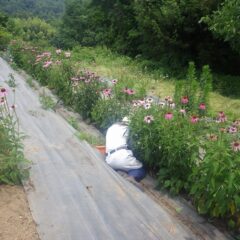 サウナの様な蒸し暑さの中で除草作業中です