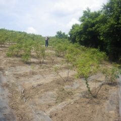 ローズ畑も除草作業中