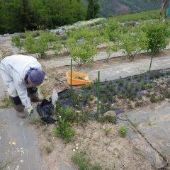 ペパーミントの除草作業中