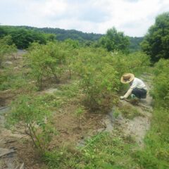 枝の伸びたローズに潜る様にして除草作業をしています