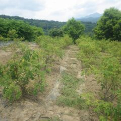 除草作業が終わって綺麗になったローズ畑