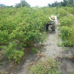 ローズ畑は広いので手分けして除草作業をしています