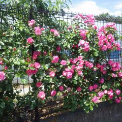 フェンスのつるバラも薔薇のカーテンを作っています