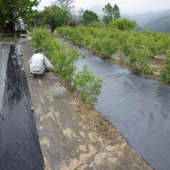 ローズの除草作業中