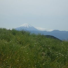 収穫の終わったカモマイル・ジャーマン畑