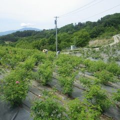 今日もローズ畑を回って摘み取ります