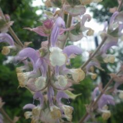 しとしとと降り続く雨の中でクラリーセージの花が咲いています
