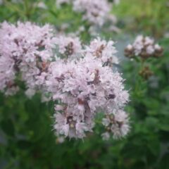 オレガノの花も咲いています