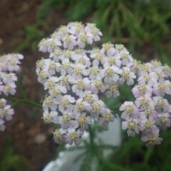 ヤローの花