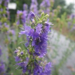 ヒソップの花