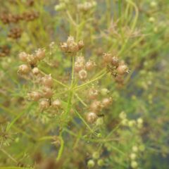 コリアンダーは花が咲き終わって実が出来ています