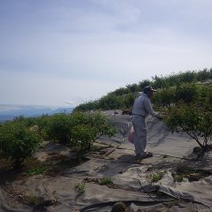 広いローズ畑を一回り、咲いている花を摘み取り終わりました