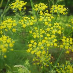 フェンネルの花が咲き始めました