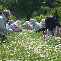 カモマイル・ジャーマンの収穫作業が始まりました