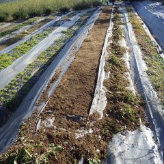 先ずは除草作業