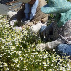 ひと花ひと花丁寧に摘み取って行きます